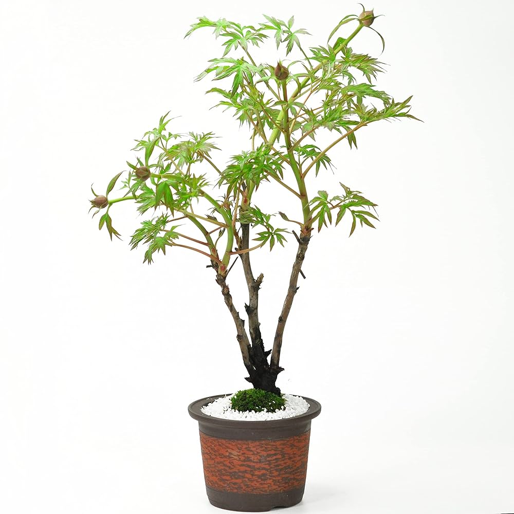 Amazon｜盆栽妙 ボタン 牡丹 植物 花 観葉植物 鉢植え 本物